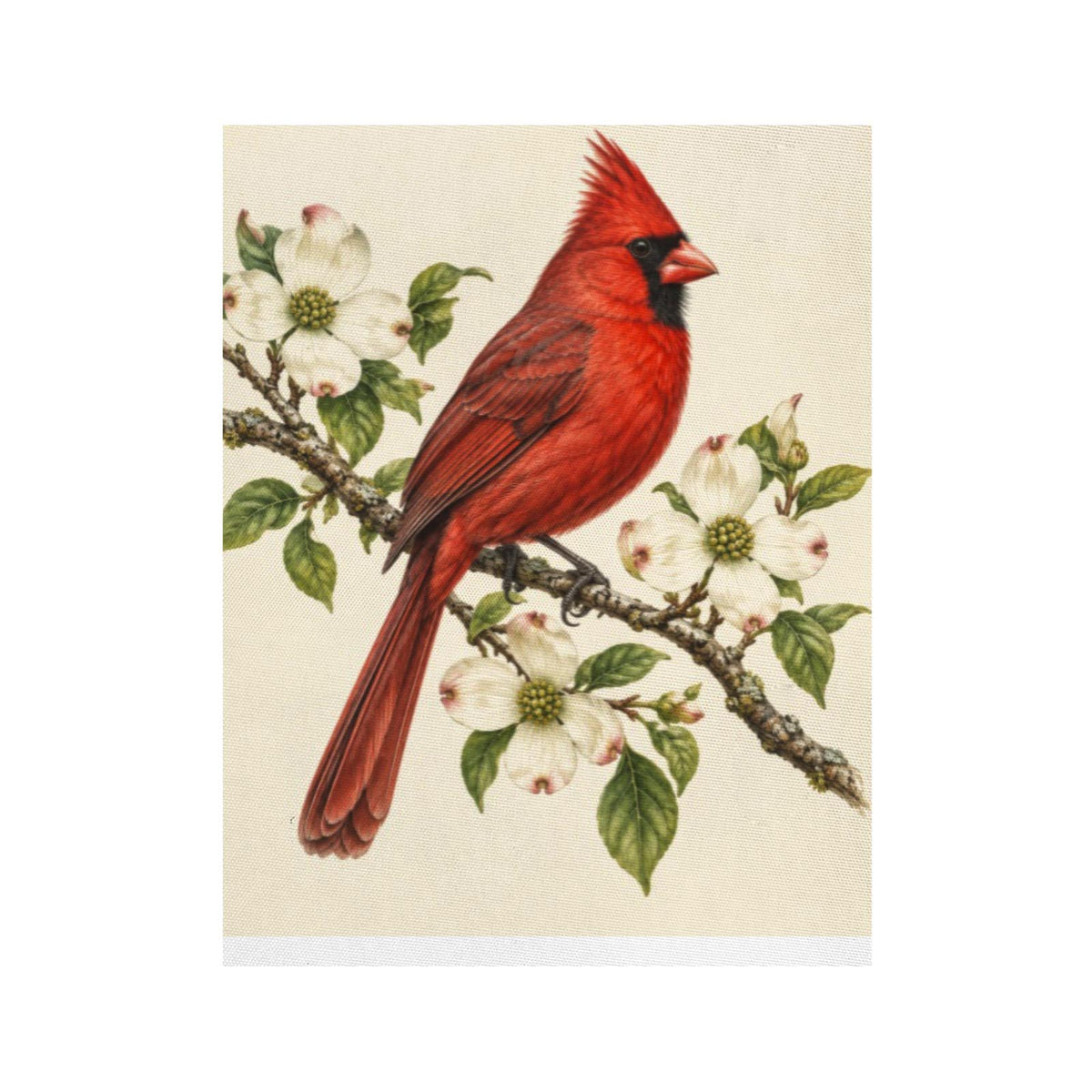 The northern cardinal canvas print